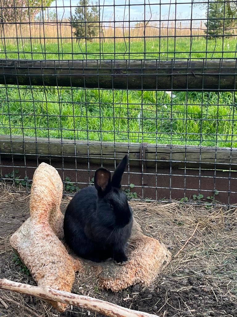 Rex/vlaamse reus rammetjes, Dieren en Toebehoren, Konijnen, Mannelijk, Middelgroot, 0 tot 2 jaar