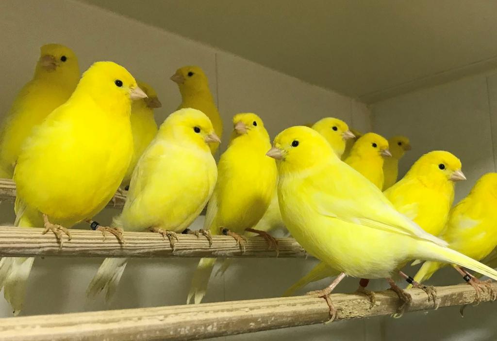 Zoek meerdere kanarie s, Dieren en Toebehoren, Vogels | Kanaries, Meerdere dieren, Kleurkanarie