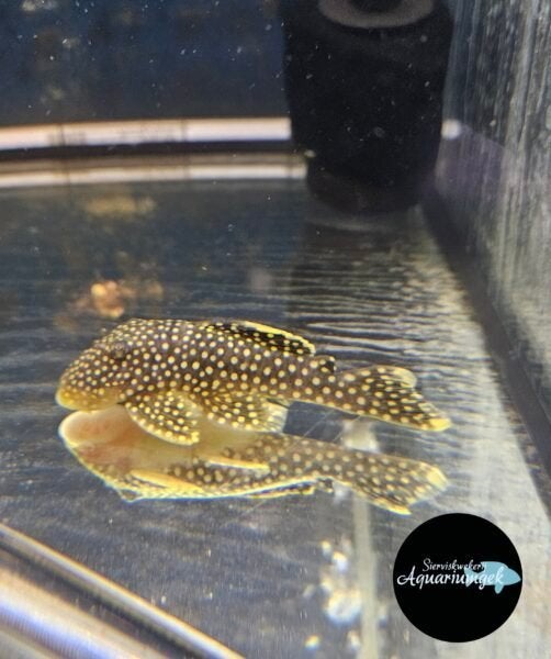L018 Golden nugget, Dieren en Toebehoren, Vis, Zoetwatervis