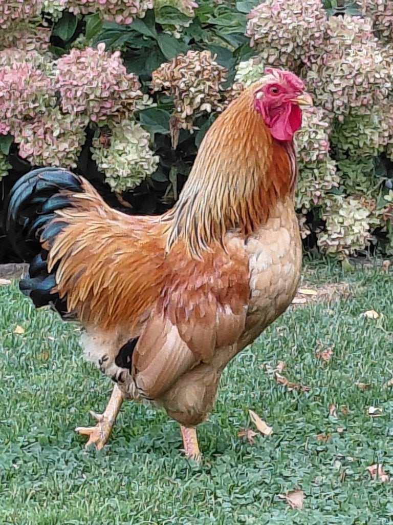 Haan wyandotte kriel, Dieren en Toebehoren, Pluimvee, Kip, Mannelijk