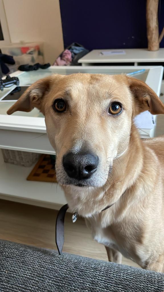 Baasje gezocht voor Skye (7 jaar), 6 jaar of ouder, Particulier, Rabiës (hondsdolheid), Buitenland