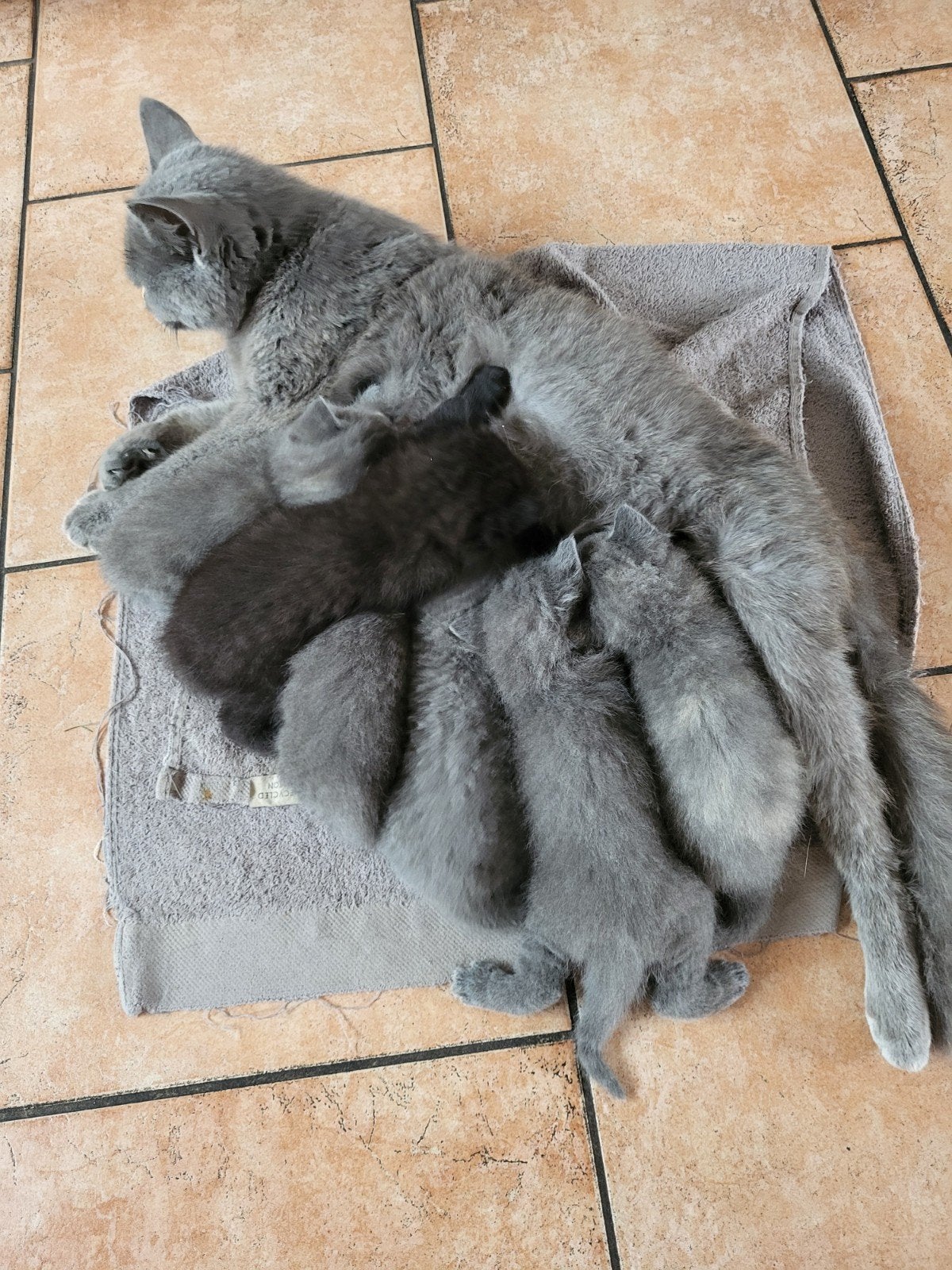 Zuivere britsekorthaar kittens, Meerdere dieren, Ontwormd, 0 tot 2 jaar