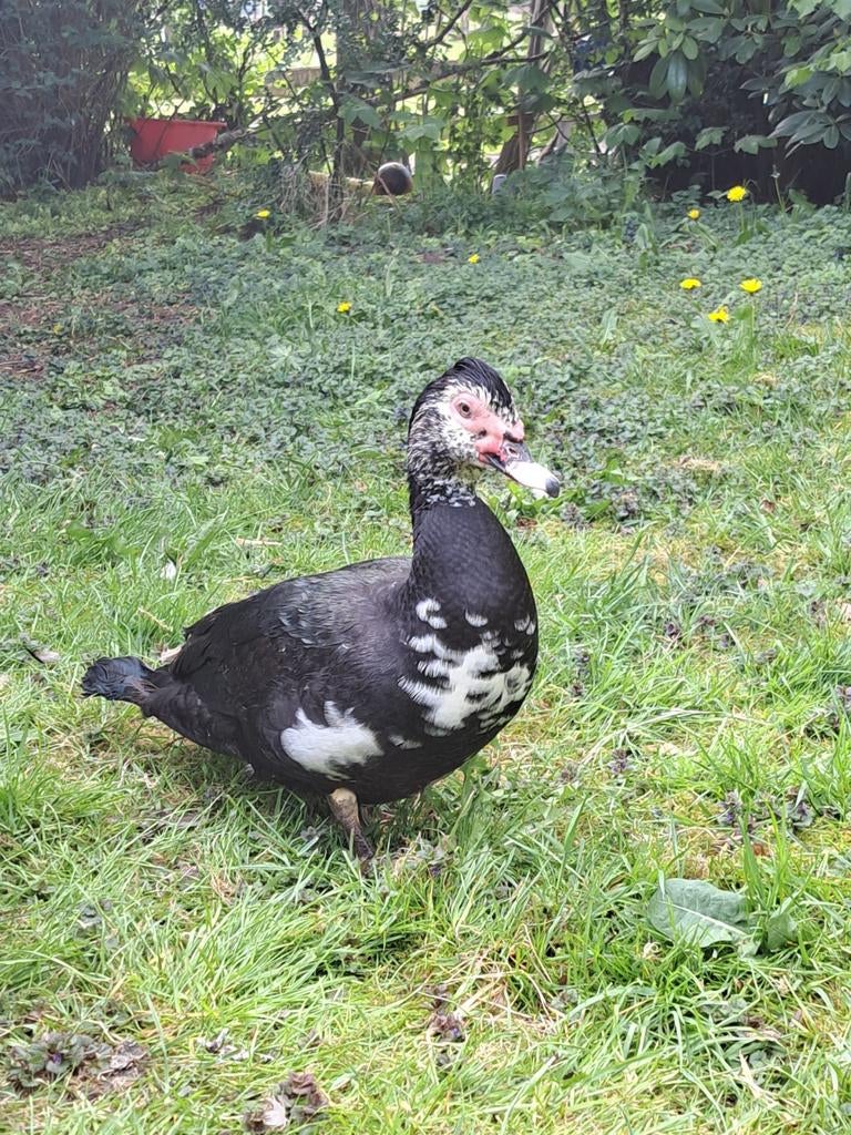 Mannetje muskuseend, Dieren en Toebehoren, Mannelijk