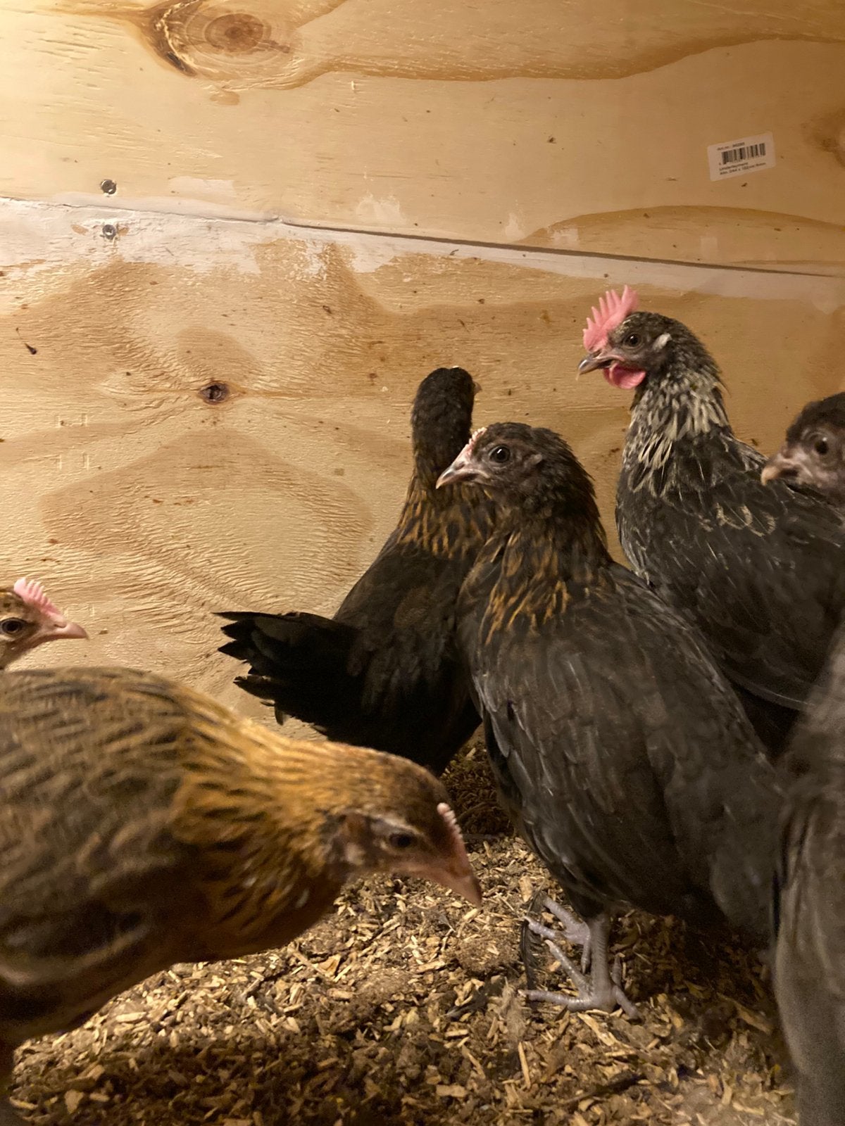 2x Drentse hoen hennen, Dieren en Toebehoren, Vrouwelijk, Kip