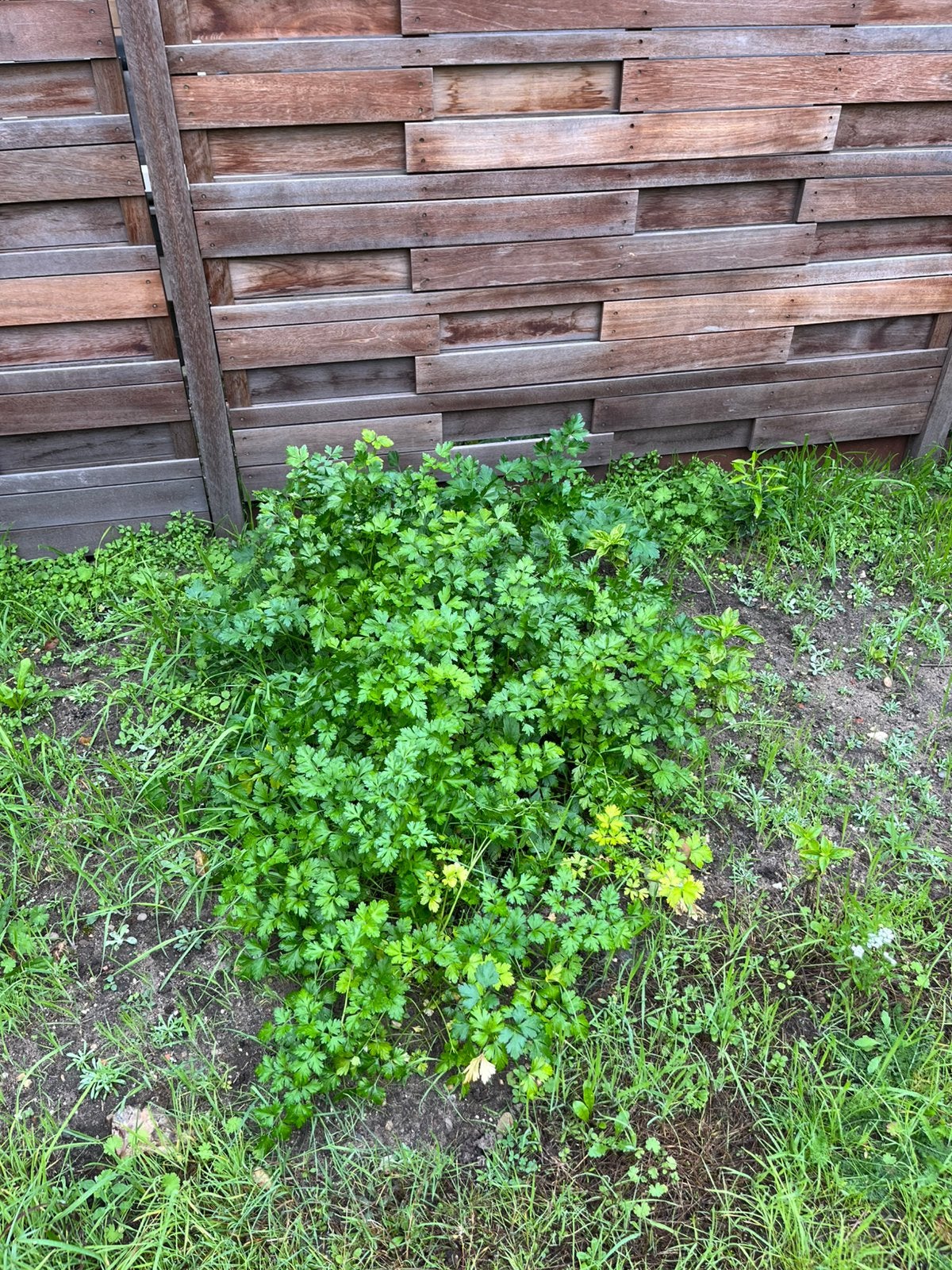Platte peterselie, Tuin en Terras, Ophalen, Overige soorten, Minder dan 100 cm