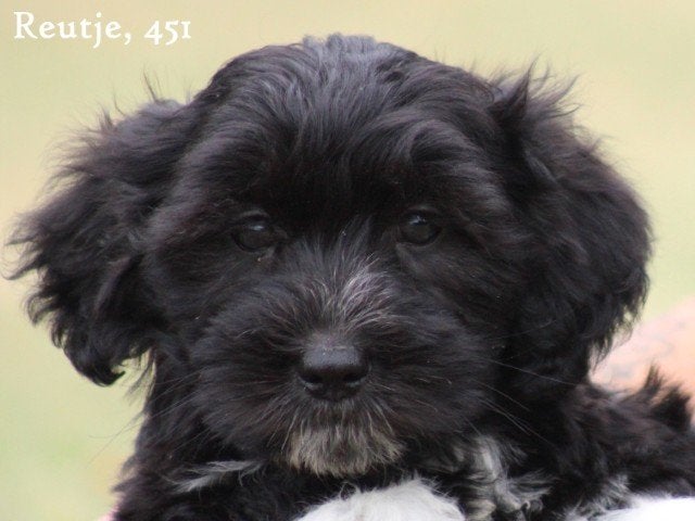 Boomer pup, reutje, Dieren en Toebehoren, Nederland, Parvo, 8 tot 15 weken, Eén hond