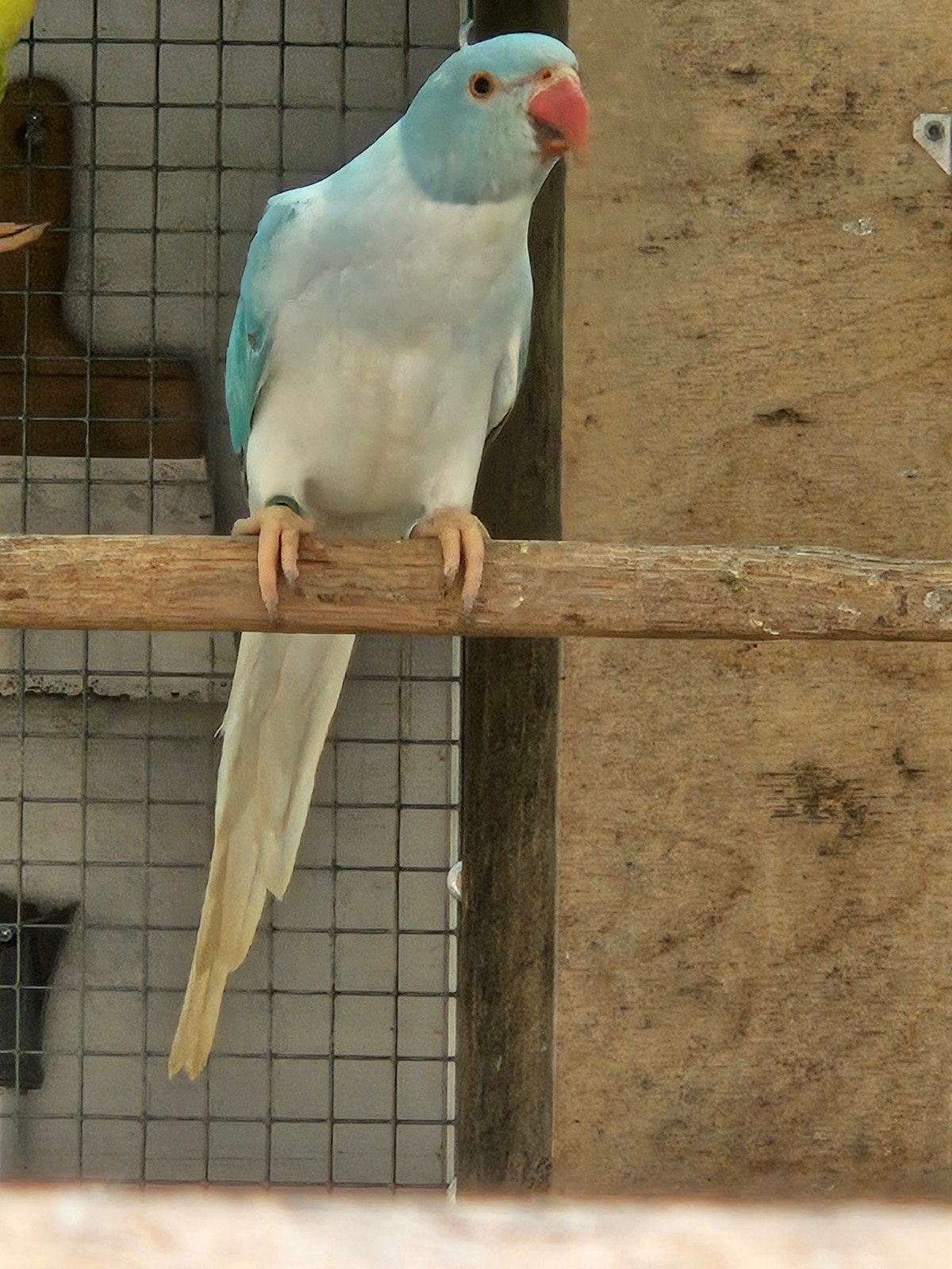 blauwe opalinebleekstaarten, Meerdere dieren, Parkiet, Geringd