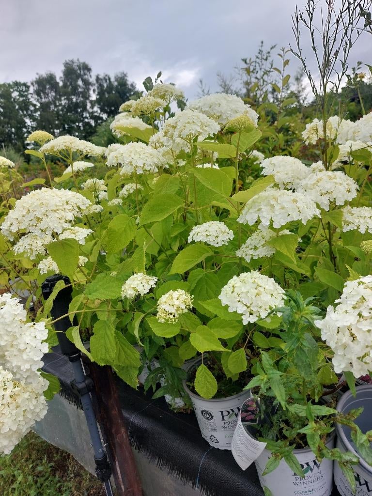 hortensia verschillende soorten, Tuin en Terras, Planten | Tuinplanten, Vaste plant, Halfschaduw, Zomer, Ophalen