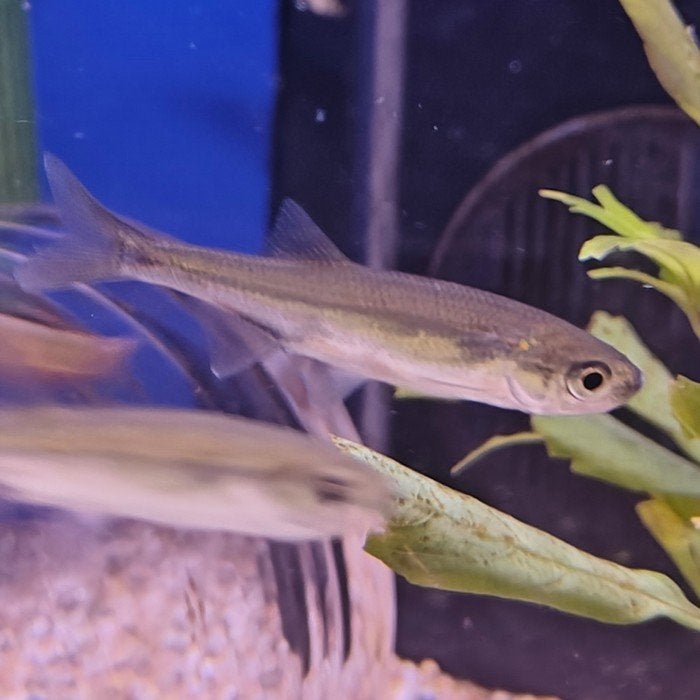 Leucaspius delineatus, Dieren en Toebehoren, Vis