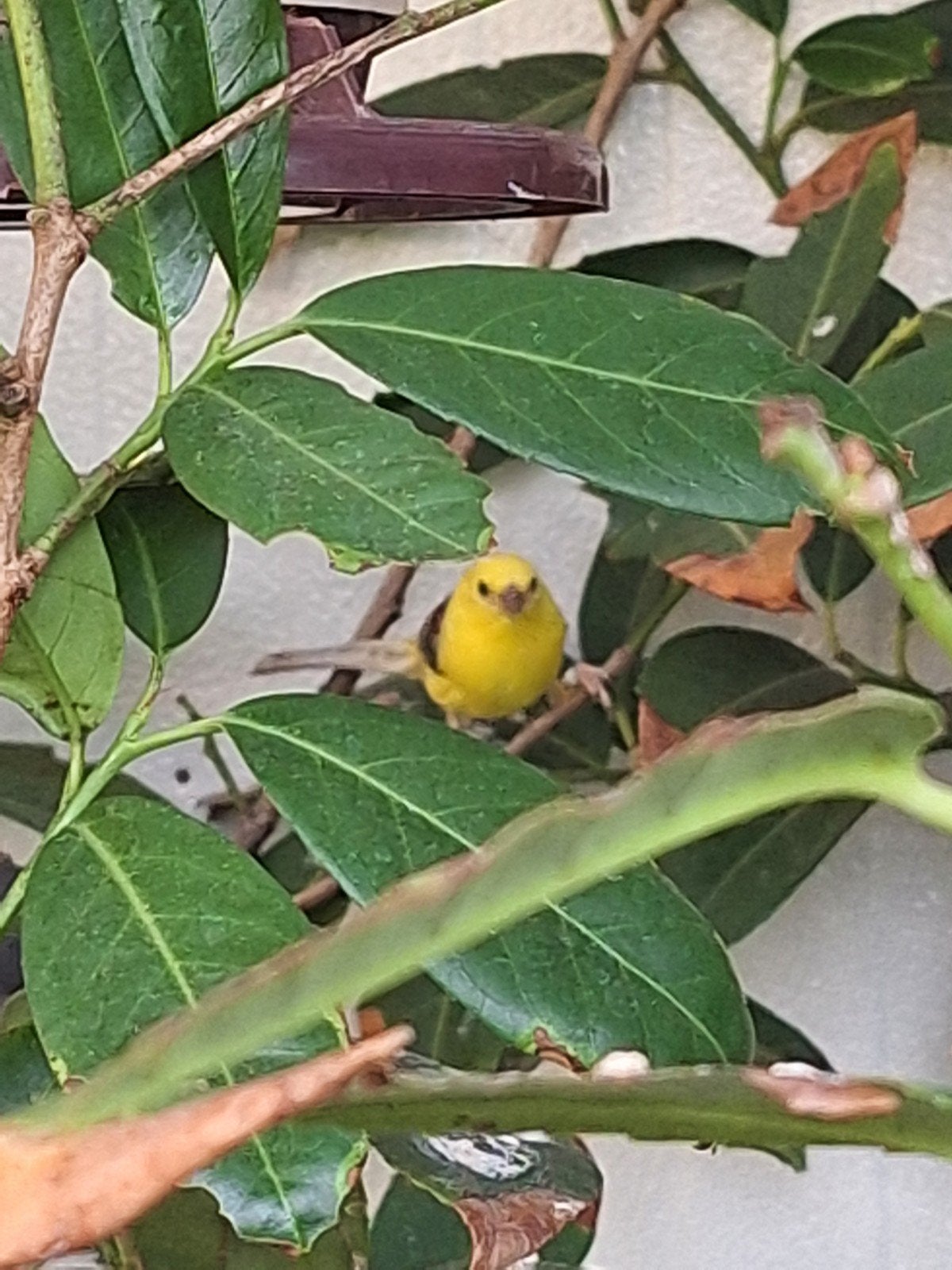 Goudmus man te koop, Mannelijk, Tropenvogel, Geringd