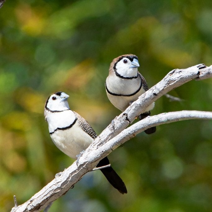 Bichenowastrilde, Dieren en Toebehoren, Mannelijk, Tropenvogel