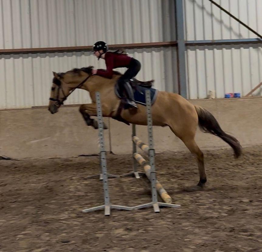 5 jarige alround valk  pony, Ophalen of Verzenden