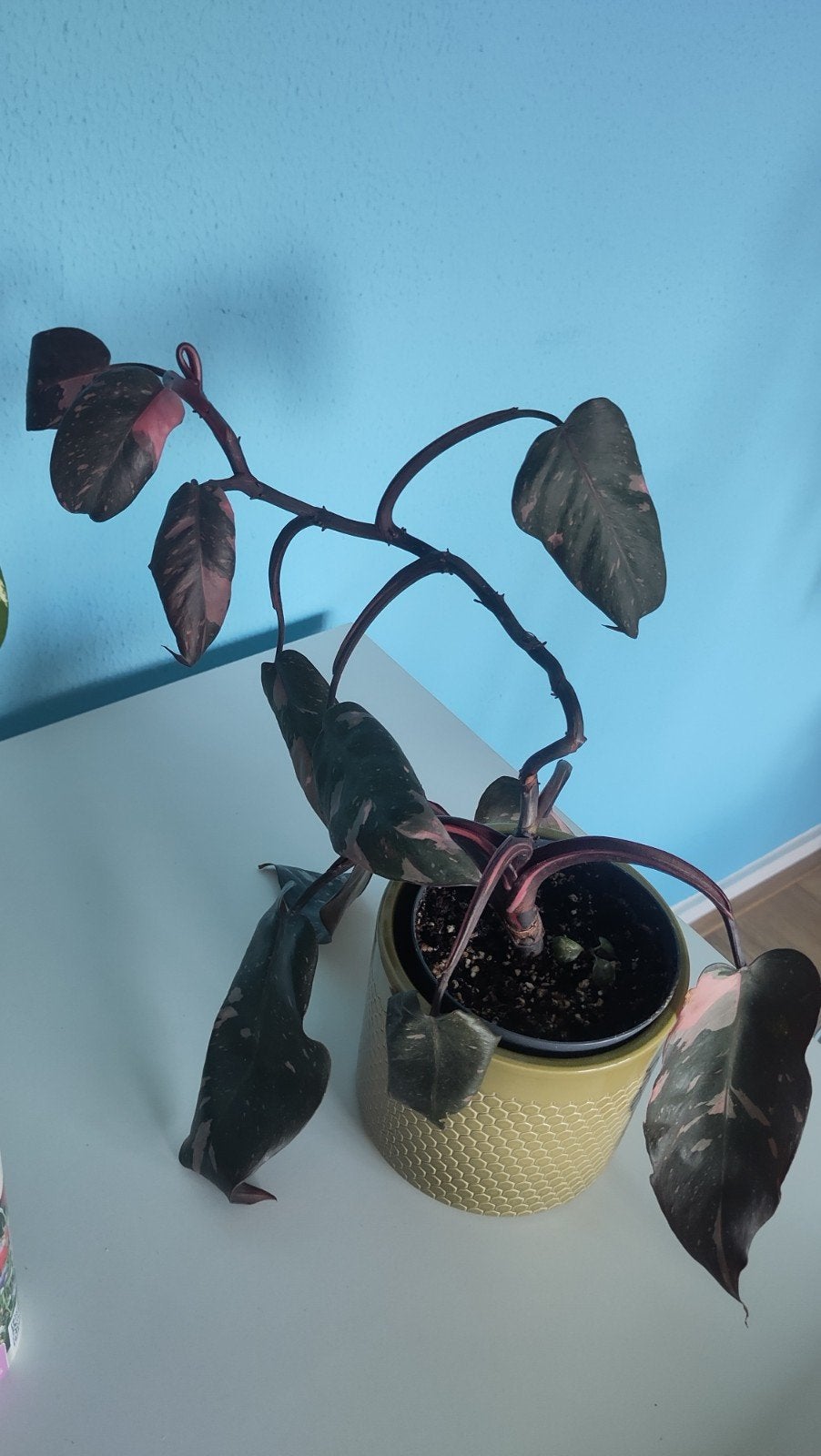 Philodendron Pink Princess + groene pot, Ophalen, Minder dan 100 cm, Overige soorten, Zomer