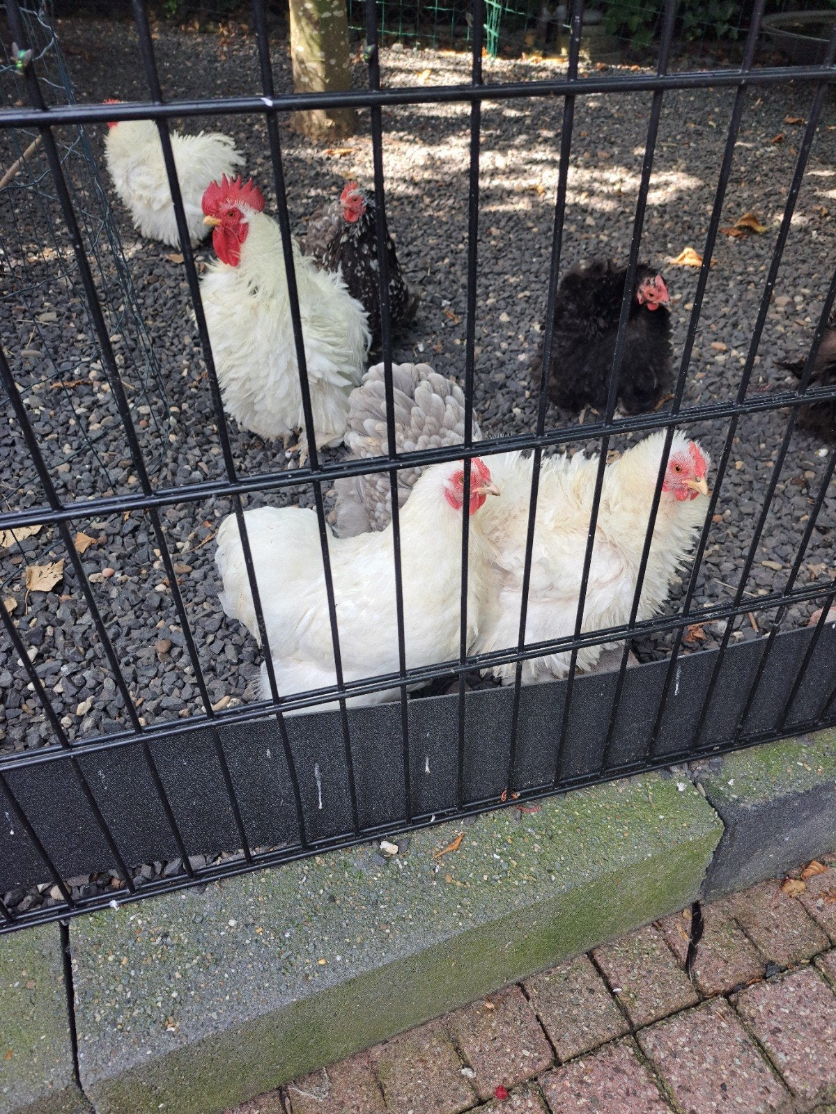 Cochin hennen kuikens krul en gladveer, Dieren en Toebehoren, Pluimvee, Vrouwelijk, Kip