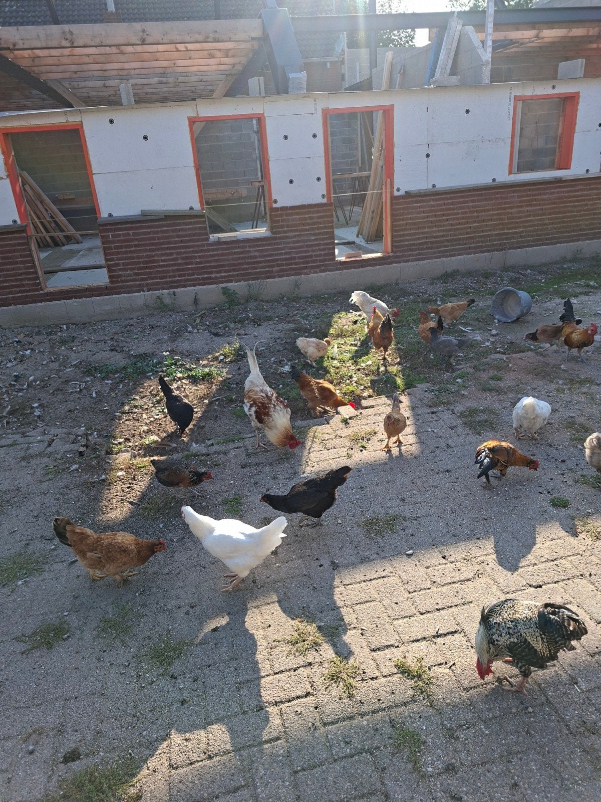 kippen hanen, Dieren en Toebehoren
