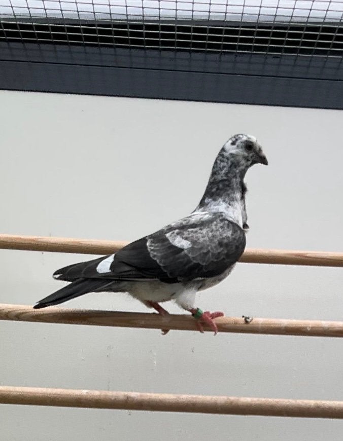 Jonge figurita Valenciana duifjes, Dieren en Toebehoren, Vogels | Duiven, Meerdere dieren, Overige soorten