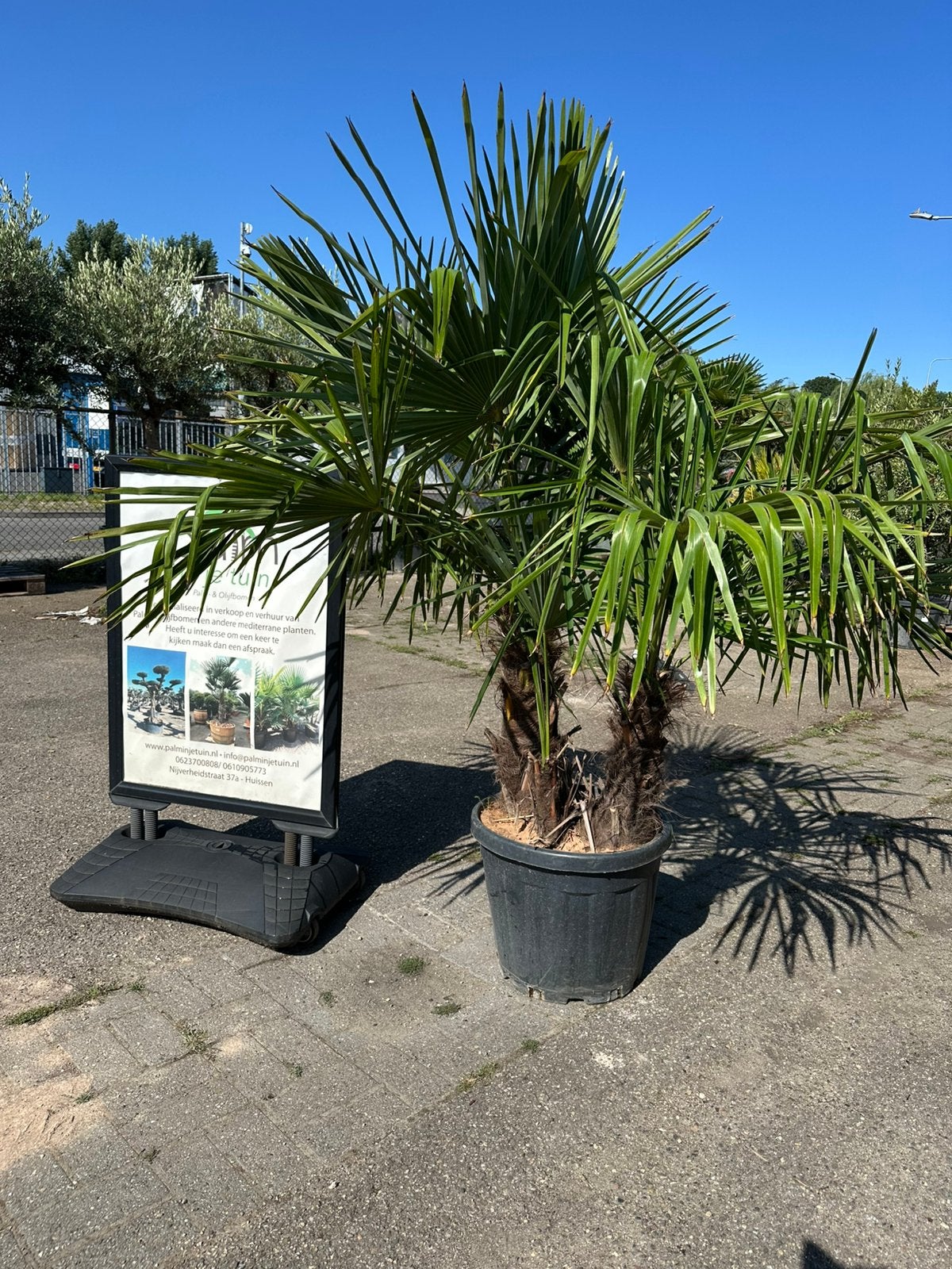 Trachycarpus fortunei palmbomen multistammen, Tuin en Terras, Planten | Bomen, 100 tot 250 cm, Zomer, Palmboom, Ophalen