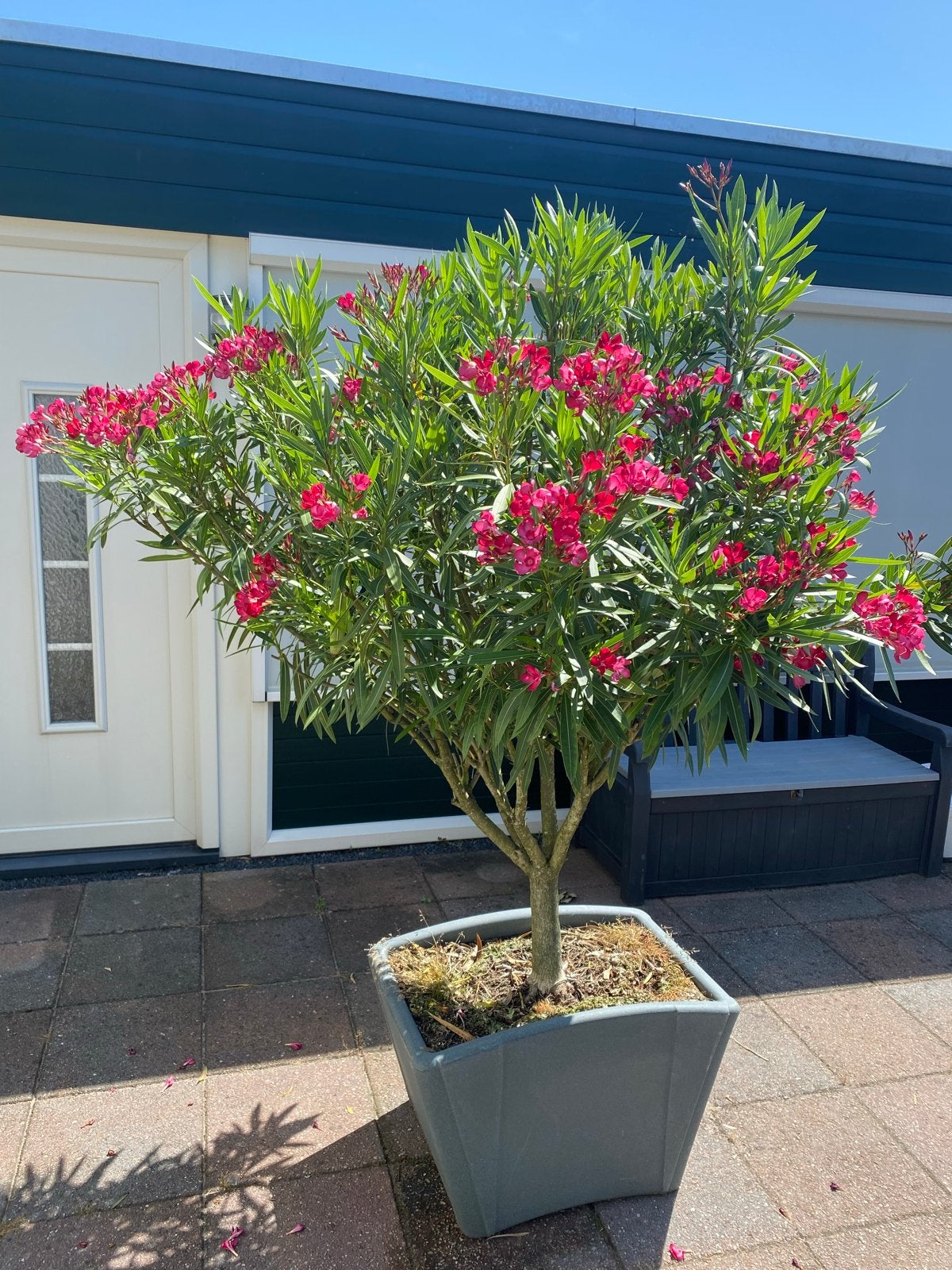 Nerium Oleander - Op stam - 210 cm - 5 jaar oud, Volle zon, Vaste plant, Zomer, Ophalen