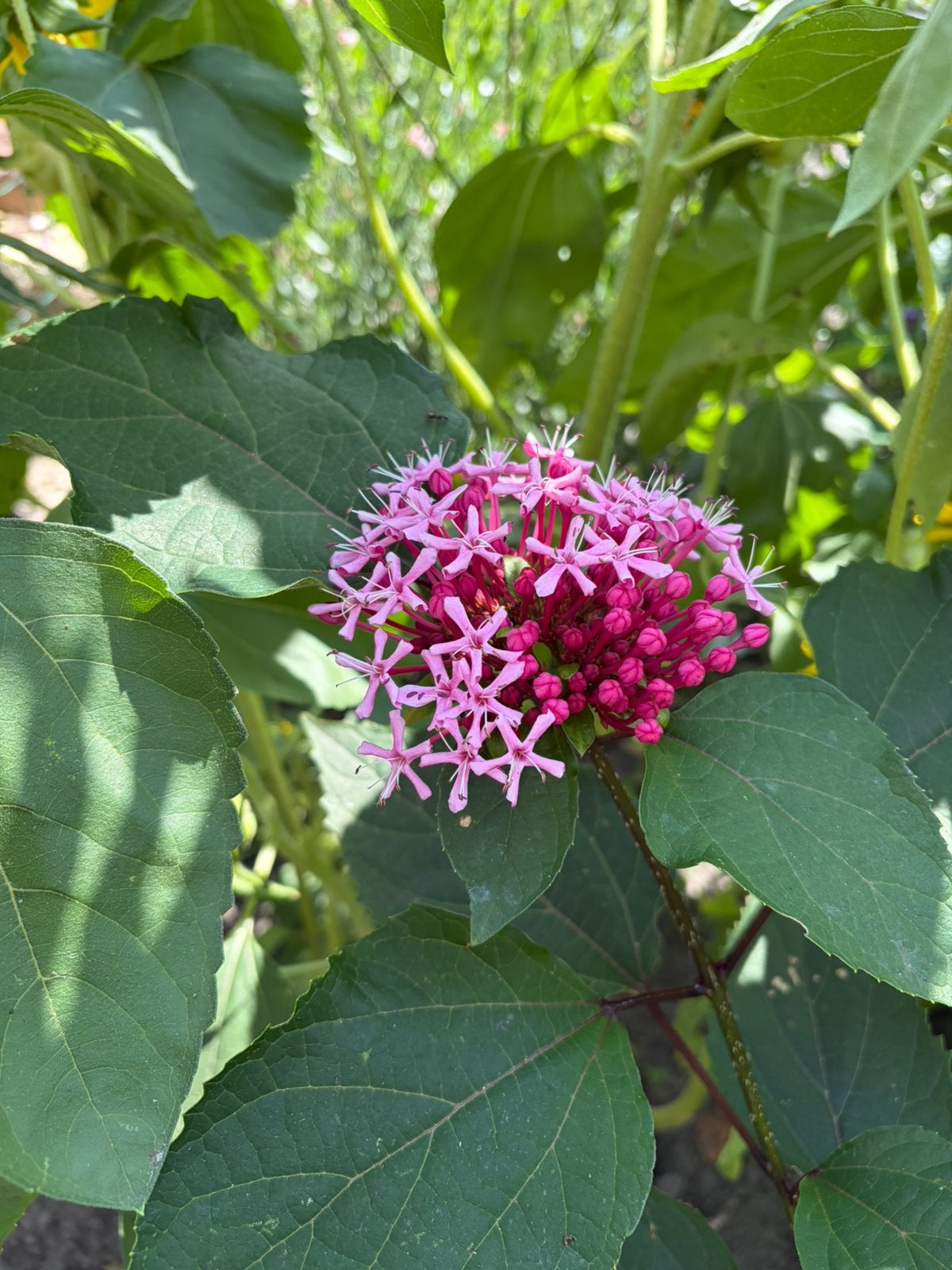 Clerodendrum bungei-pindastruik, Ophalen, Zomer, Overige soorten, Volle zon