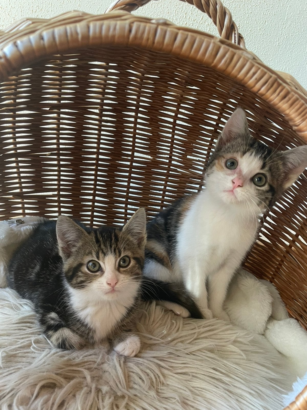 Lieve tamme boerderijkittens te koop, Dieren en Toebehoren, Meerdere dieren
