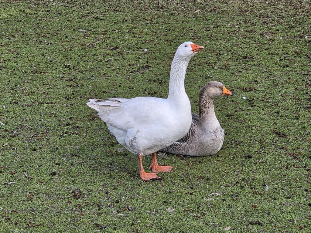 ganzen eieren, Dieren en Toebehoren, Pluimvee, Geslacht onbekend, Gans of Zwaan