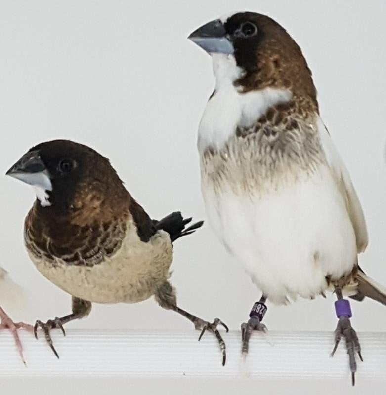 Japanse meeuwen (6) uit ruime binnen volière, Dieren en Toebehoren