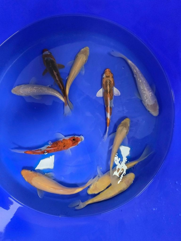 Tosai mix 20-25cm 5 voor 100 euro OP=OP, Karper of Koi