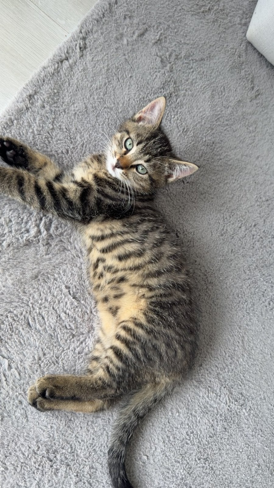 Kittens, Dieren en Toebehoren, Katten en Kittens | Raskatten | Korthaar, Gechipt