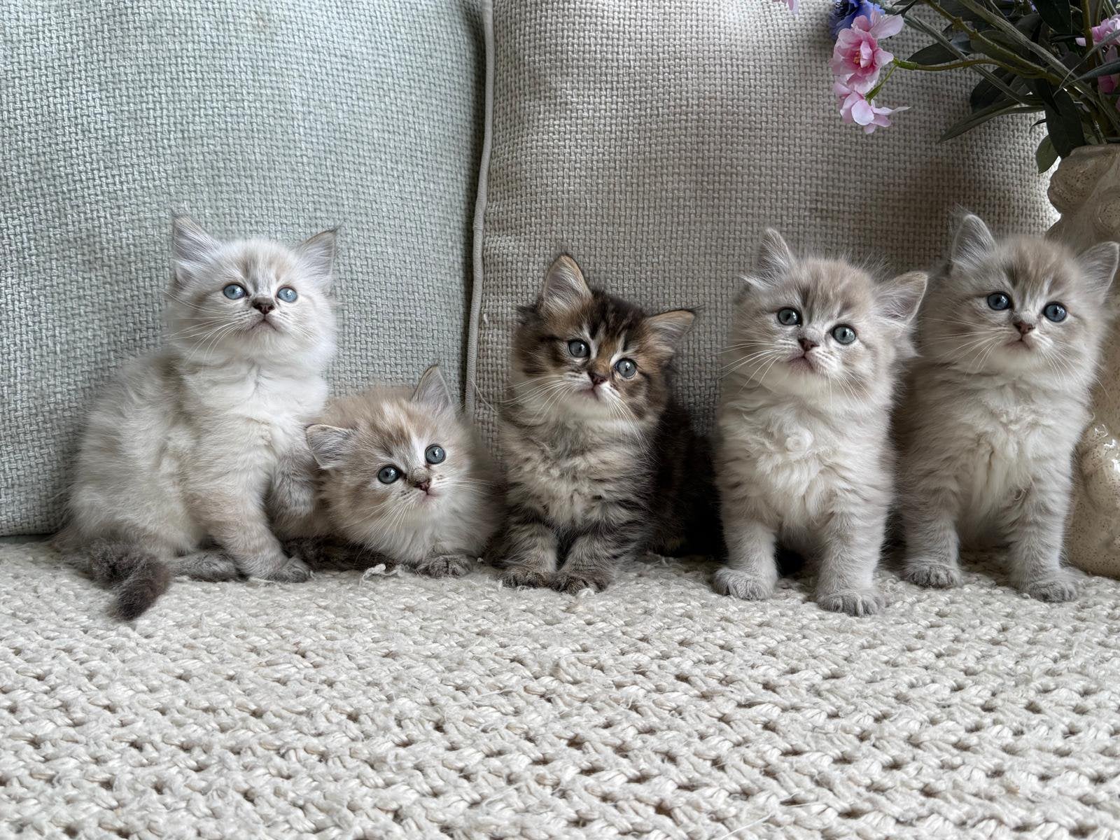 Prachtige Ragdoll kittens beschikbaar, Meerdere dieren, Ontwormd