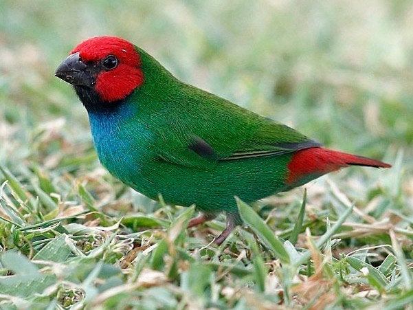 FIJIPAPEGAAIAMADINES BESCHIKBAAR, Dieren en Toebehoren, Meerdere dieren