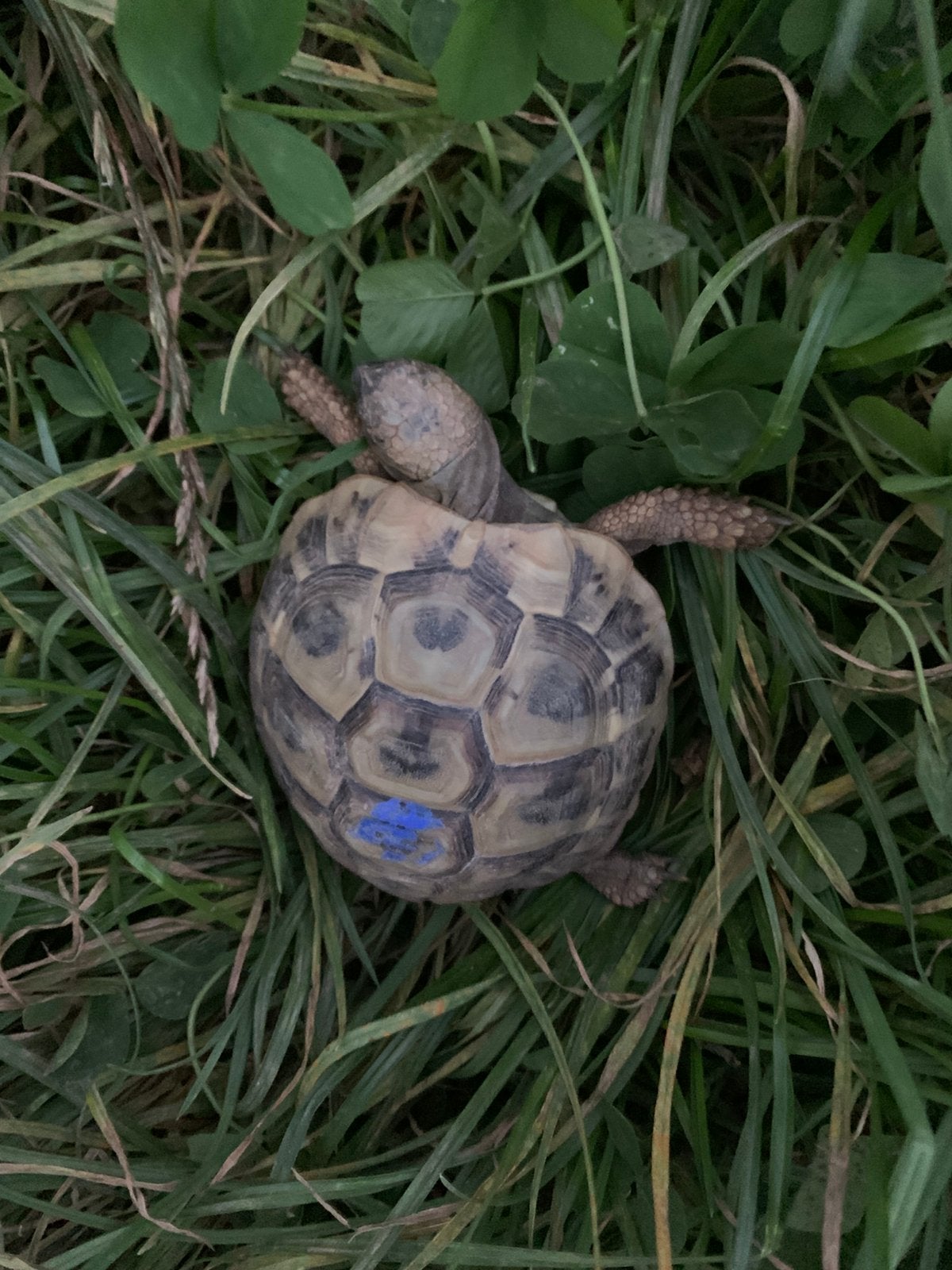 Landschildpad, Griekse landschildpad, Thb Tortoise - female for sale from Annemie