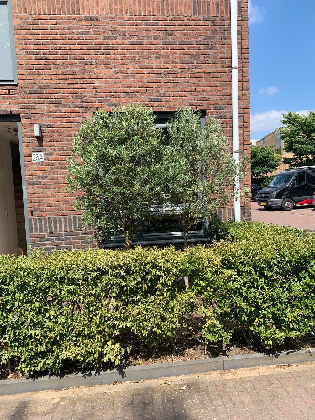 Twee prachtige olijfbomen voor uw tuin, Ophalen, Volle zon, Olijfboom, 100 tot 250 cm