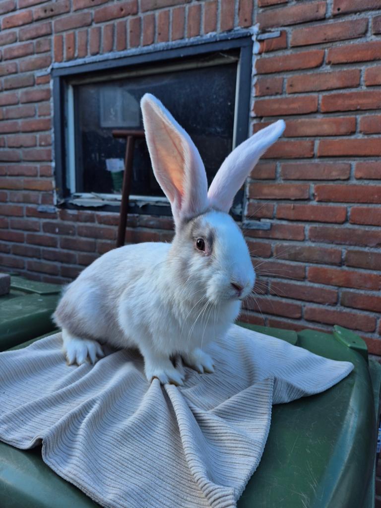 Super mooie duitse reus 13 weken sallander witoor, Dieren en Toebehoren, Mannelijk, Groot
