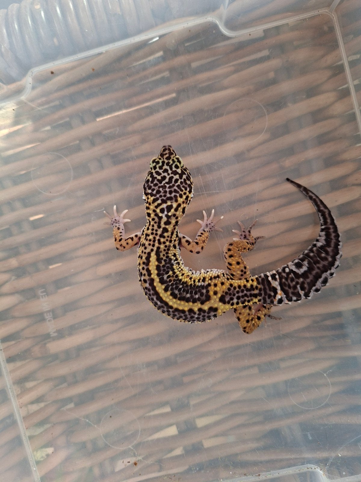Eublepharis Macularius luipaardgekko man en vrouwen te koop Leopard Gecko photo 7