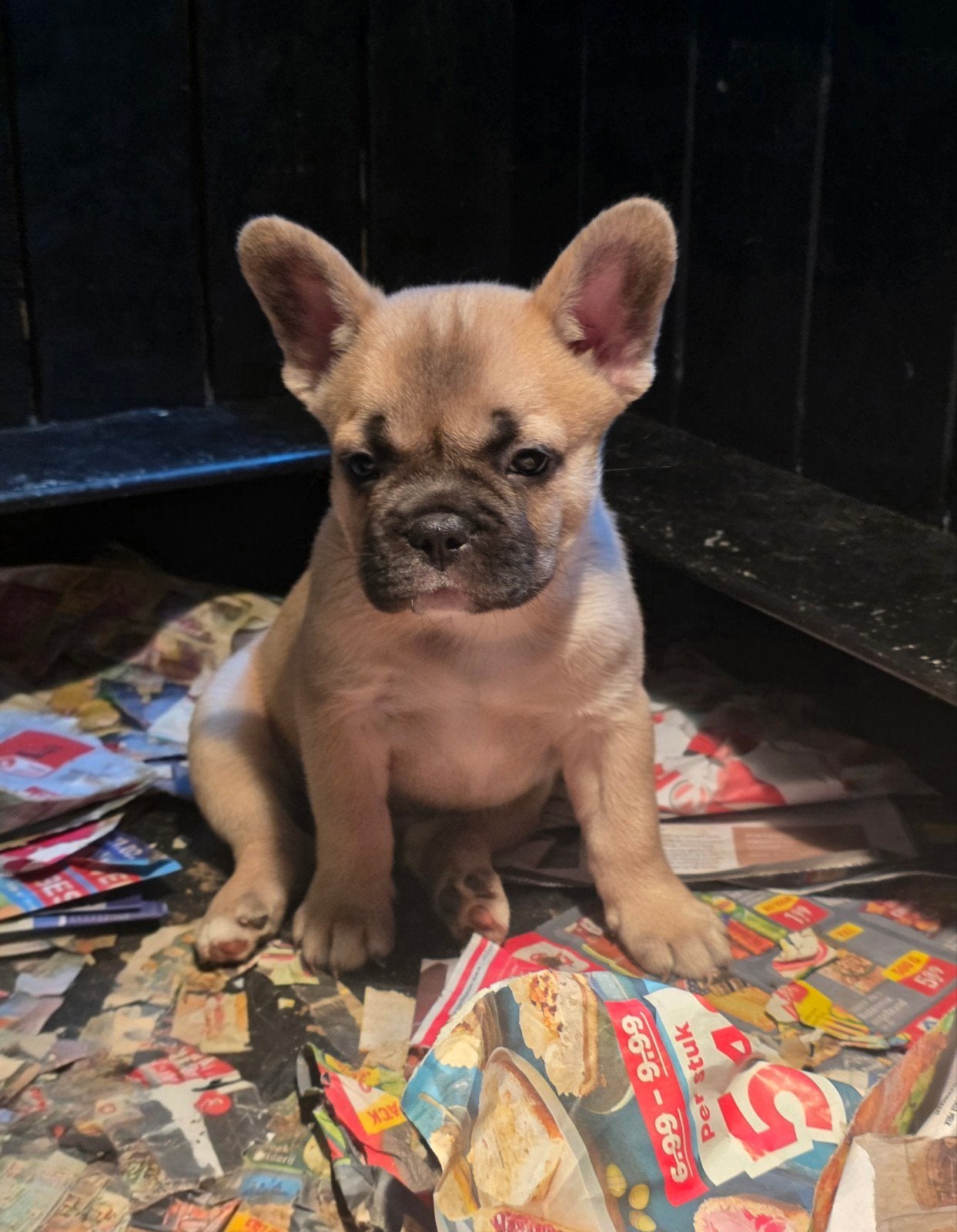 Franse bulldog pups, Dieren en Toebehoren, Honden | Bulldogs, Pinschers en Molossers, Reu, 8 tot 15 weken, Parvo, Bulldog