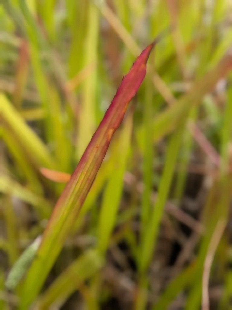 Bloedgras. Imperata Red Baron p9, Ophalen, Vaste plant, Siergrassen, Bloeit niet