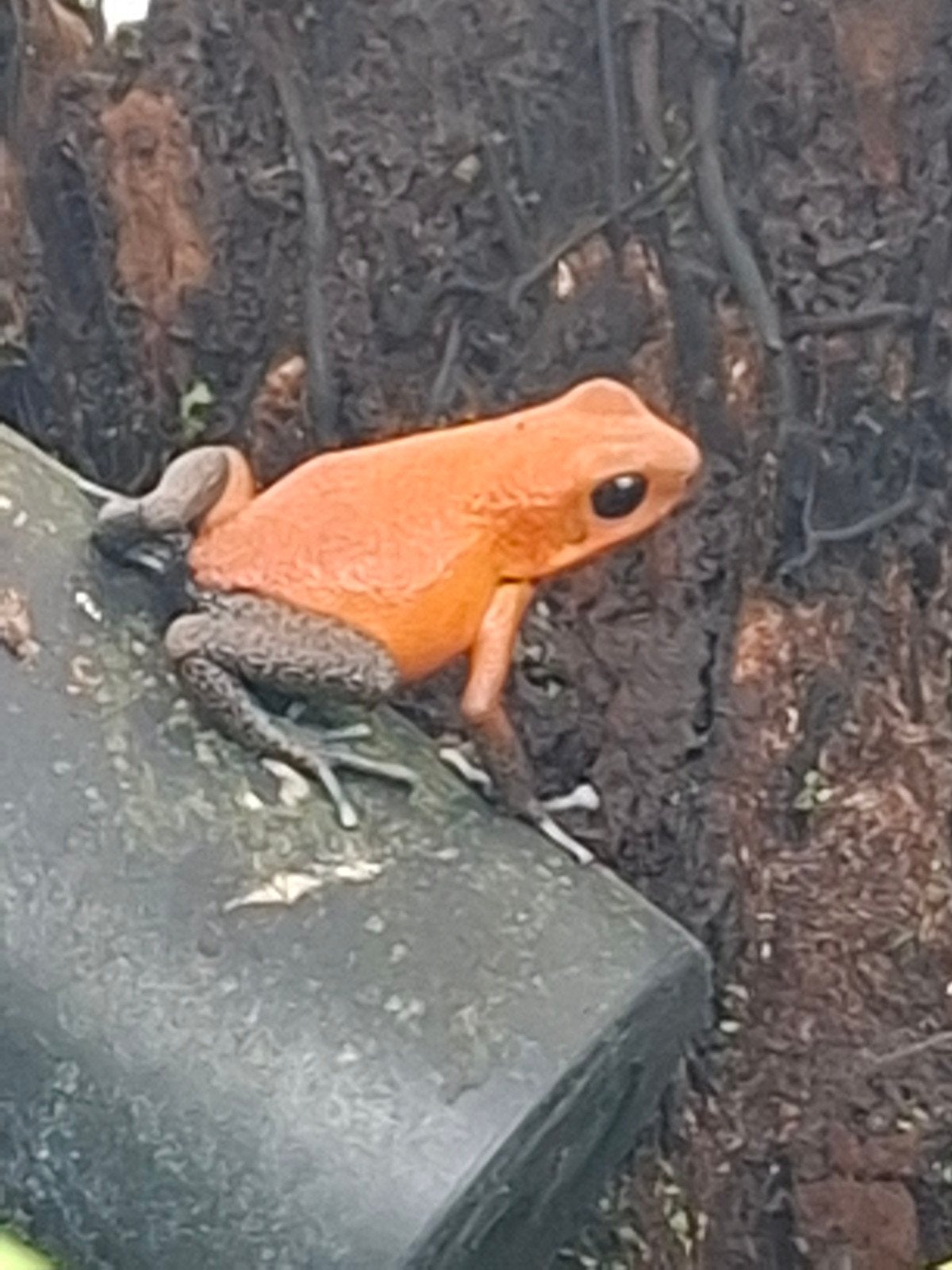 o.pumilio Almirante (Gifkikker), Dieren en Toebehoren, Reptielen en Amfibieën