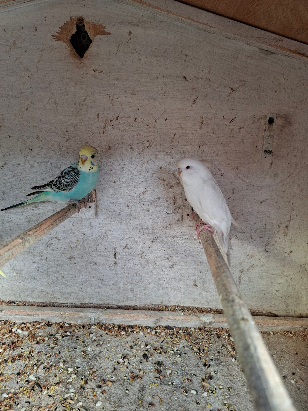 Jonge grasparkieten, Dieren en Toebehoren, Vogels | Parkieten en Papegaaien, Meerdere dieren, Parkiet