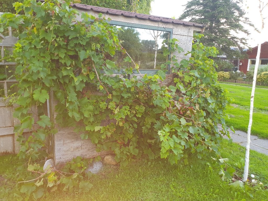 Druivenboom REMBRANDT Heel sterk en lekker, Bloeit niet, Overige soorten, 100 tot 250 cm, Ophalen