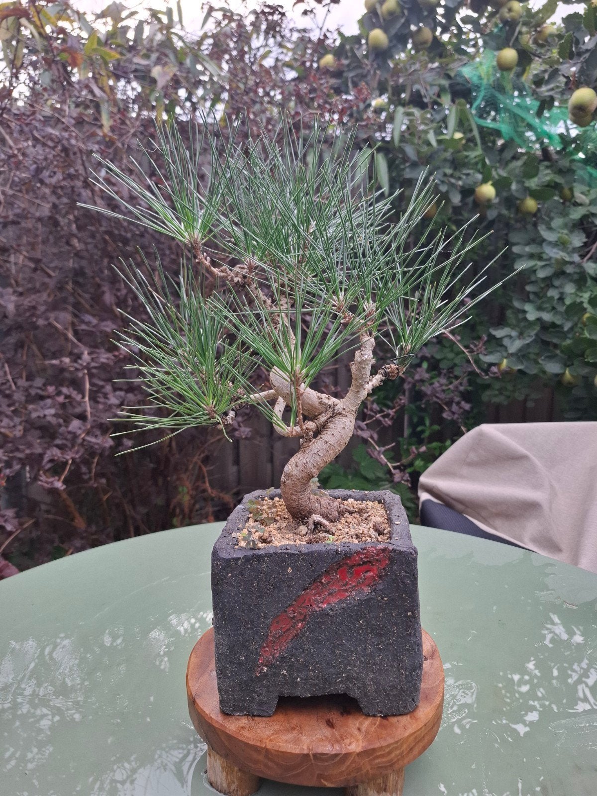 Pinus thunbergii shohin bonsai, Tuin en Terras, Ophalen, Bloeit niet, Halfschaduw, Overige soorten