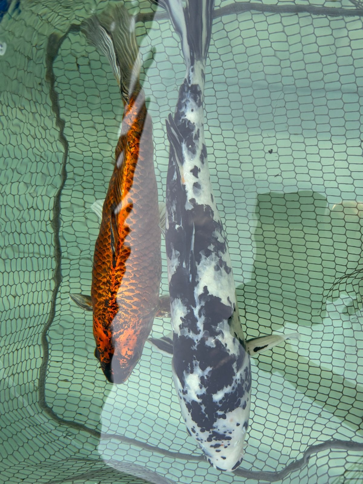 Koi 2 stuks   Alleen  per twee te koop, Dieren en Toebehoren, Karper of Koi