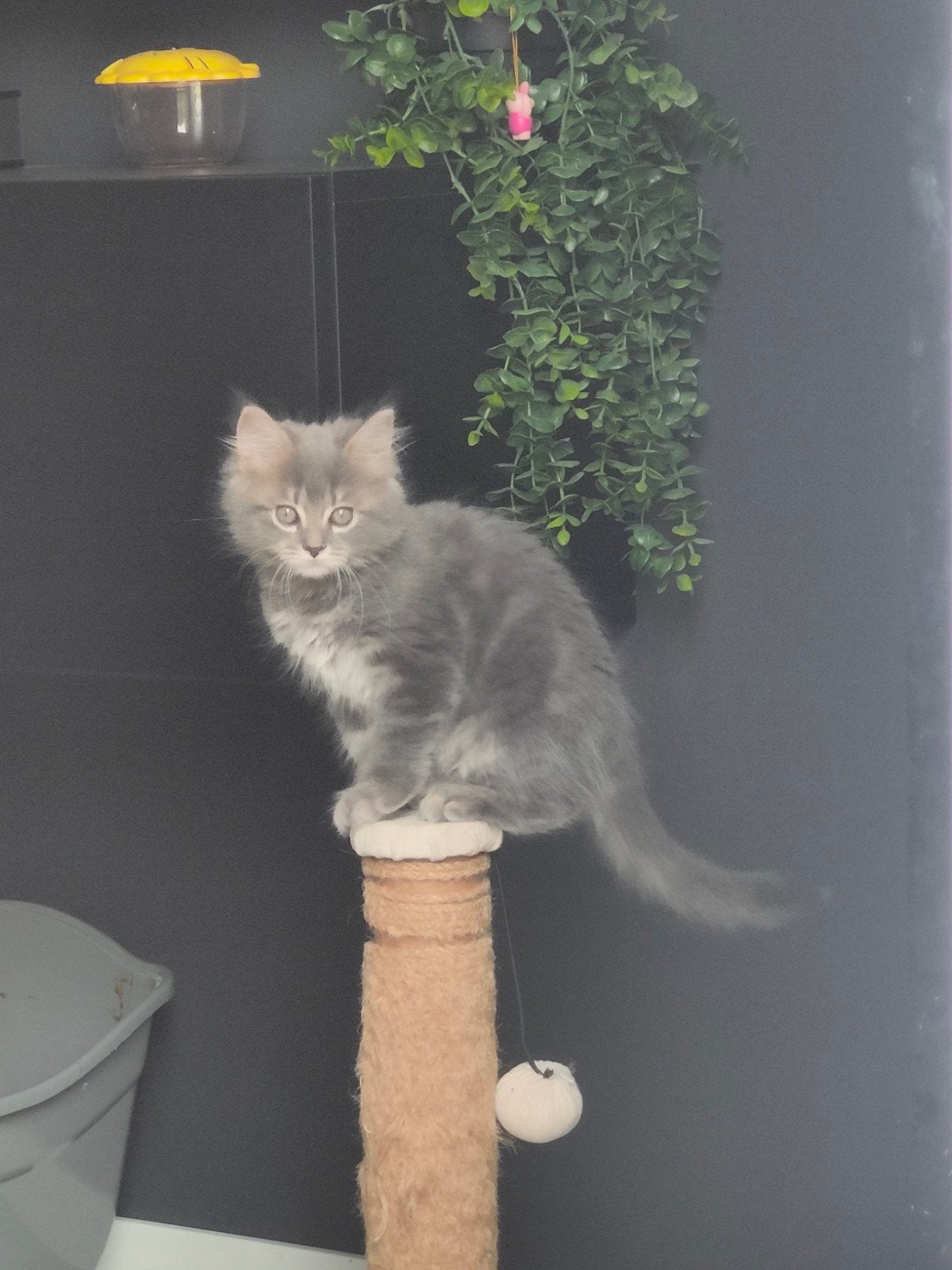 Maine Coon x Ragdoll kittens, Meerdere dieren, Ontwormd, 0 tot 2 jaar