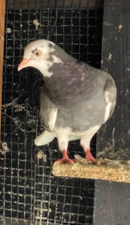 6 Duiven als 30 euro, Meerdere dieren, Postduif
