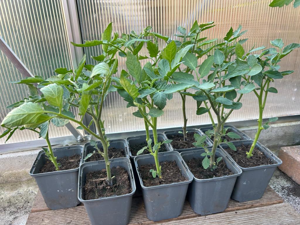 Tomatenplantjes - 9 stuks, Ophalen, Volle zon, Eenjarig, Zomer