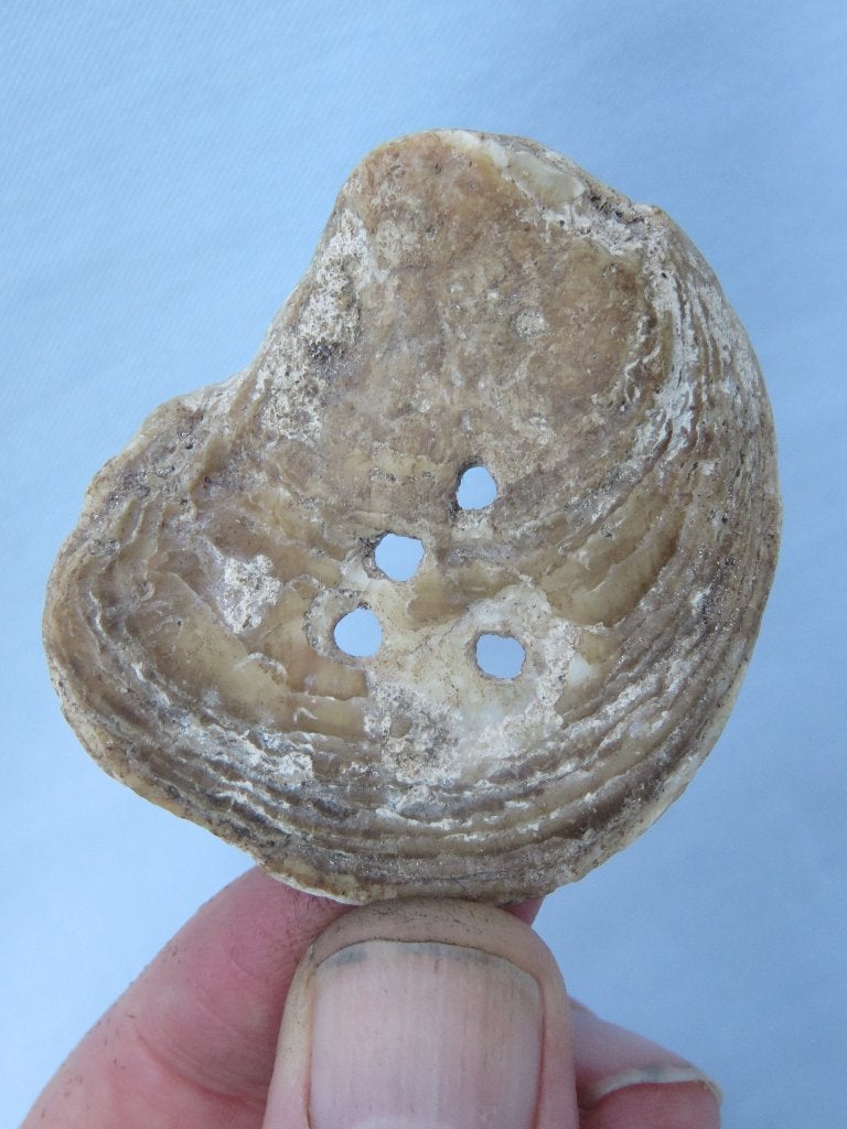 Middeleeuwen, schelp insigne - 15e eeuw - bodemvondst, Ophalen of Verzenden