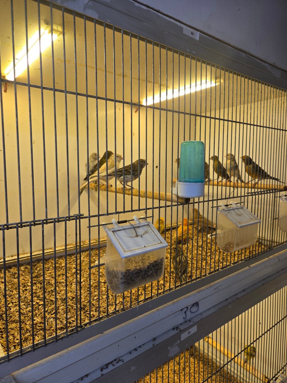 diverse kanaries, Dieren en Toebehoren, Meerdere dieren, Kleurkanarie