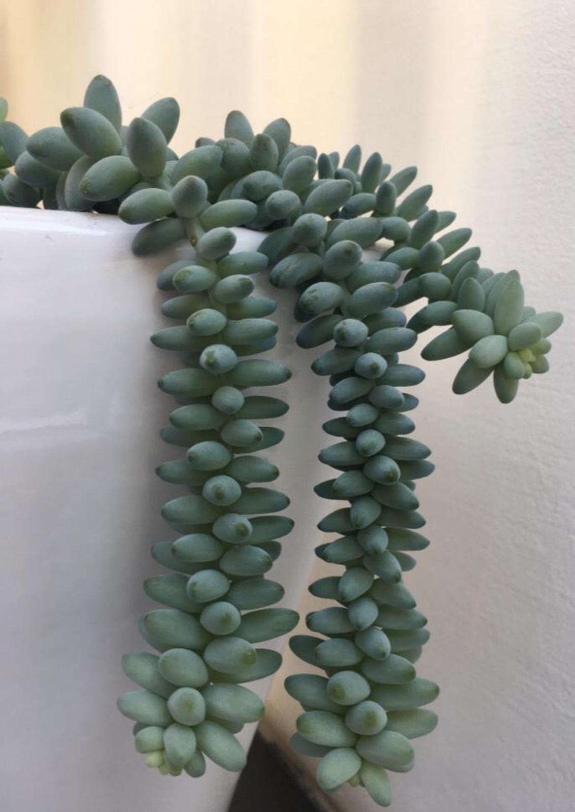 Sedum Morganianum Burrito baby’s of lange Ezelstaartje, Ophalen, Overige soorten, Halfschaduw, In pot