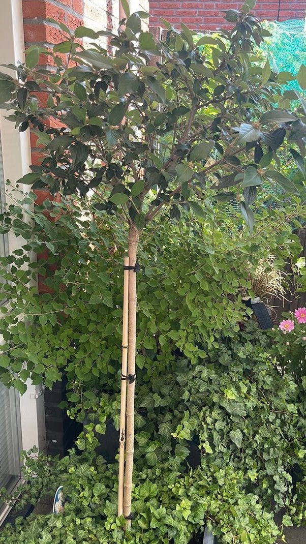 Struik op stam Vibrunum Sneeuwbal, Overige soorten, 100 tot 250 cm, Zomer, Ophalen