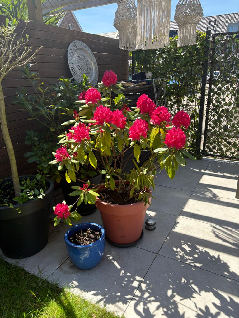 Prachtige Rhododendron met levendige roze bloemen, Tuin en Terras, Planten | Tuinplanten, Overige soorten, Vaste plant, Ophalen of Verzenden