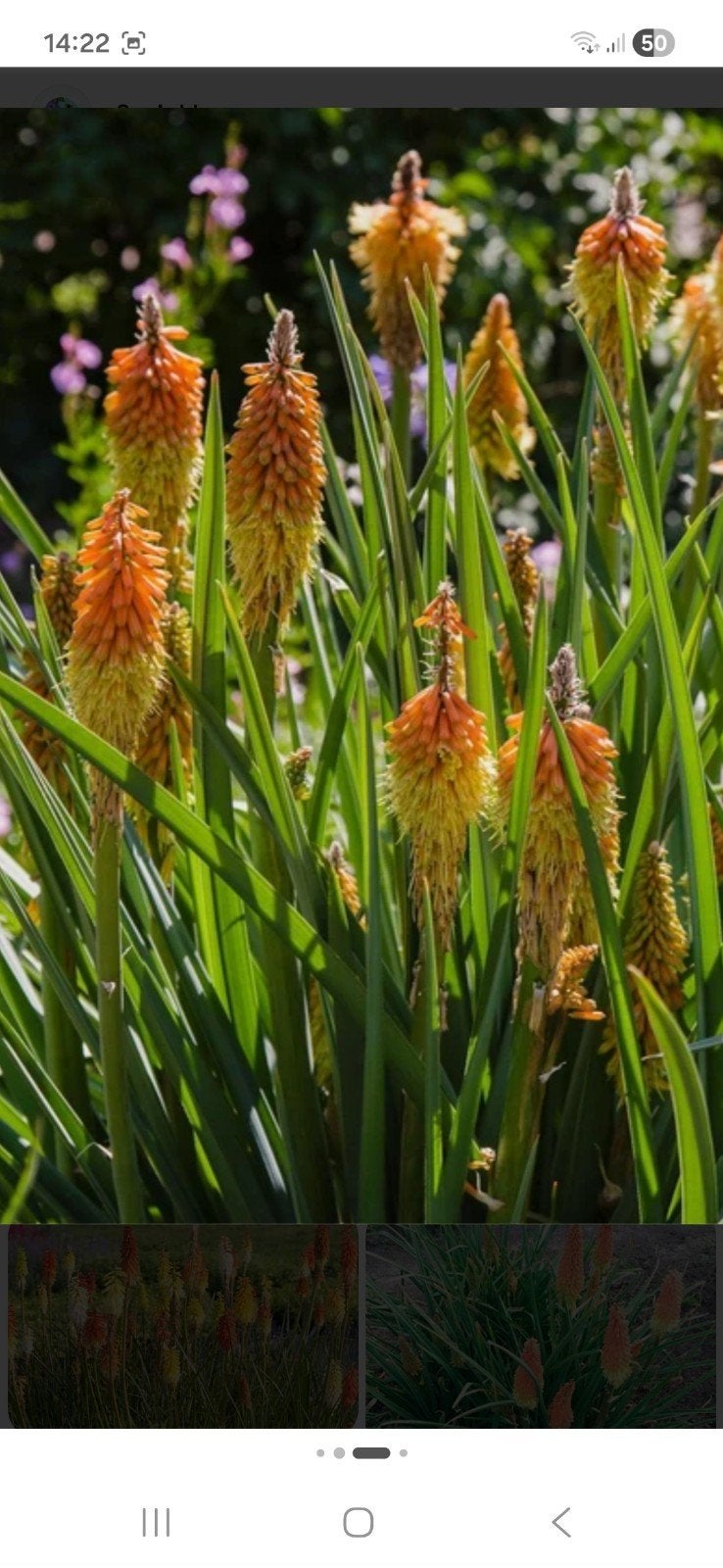 jonge plant / stek vuurpijl, Tuin en Terras, Ophalen, Overige soorten, Volle zon
